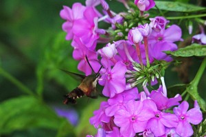 Hummingbird Moth Loving Pink Phlox